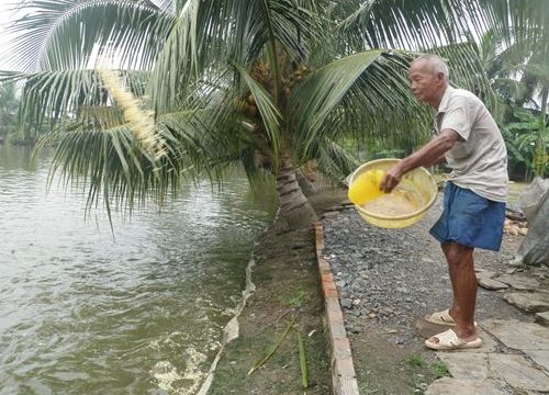 TP.HCM: Ruộng lúa, vườn mai bị bức tử bởi nguồn nước đen "bí hiểm"