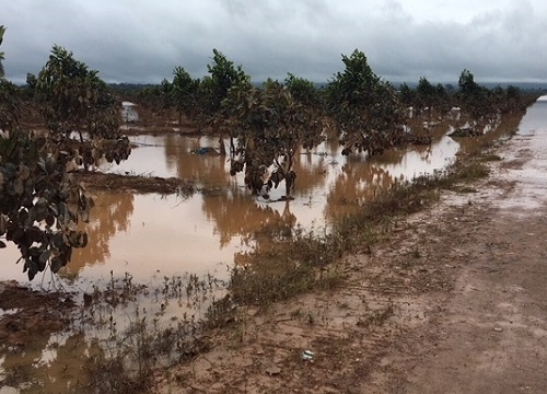 1.500 ha trái cây của HAGL Agrico tại Lào bị ngập lụt