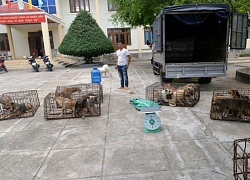 Ba thanh niên đánh xe tải từ Đăk Lăk qua Gia Lai trộm chó