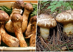 Nấm matsutake &#8211; đặc sản mùa thu của nước Nhật