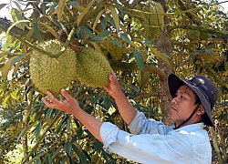 Đồng Nai: Những vườn sầu riêng trái treo đầy cành, cho thu tiền tỷ