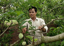 Gia Lai: Nhiều "đại gia" rót tiền vào trồng, chế biến nông sản