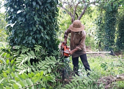 Hồ tiêu rớt giá thảm, dân Bình Phước nuôi dê, trồng bưởi lại dư dả