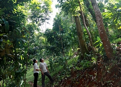 Hồi sinh loại cây đặc sản vừa cay vừa ngọt, cứ bóc vỏ là có tiền