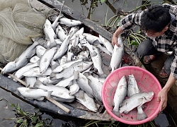 Mưa lũ "cuốn trôi" 745 tỷ đồng của Hà Tĩnh