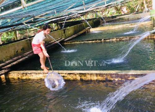 Nuôi loài cá "tàu ngầm" trên đỉnh Pù Rinh, bán 220 ngàn/kg