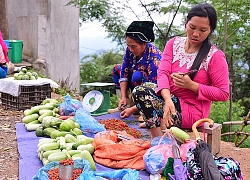 Rau rừng ở phố giờ thành "hạng sang"