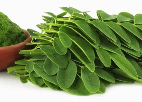 Tác dụng giảm cân không tưởng của cây chùm ngây Moringa Oleifera