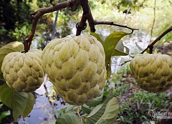 Vét hết vàng mua cây na trái siêu to khổng lồ nặng 1,5kg