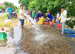 Bắt ôc bươu vàng trong mùa nước nổi