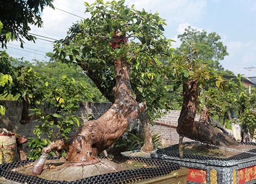 Cặp 'Tiên đồng ngọc nữ' giá tiền tỷ của ông 'vua' mai vàng Yên Tử