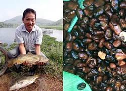 Cho cá chép ăn loại đậu tằm này, cá bỗng giòn mà ngon không tưởng