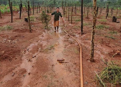 Đáng ngại Đắk Nông: Loài ốc sên "quái" ăn sạch chanh dây, đẻ tràn lan