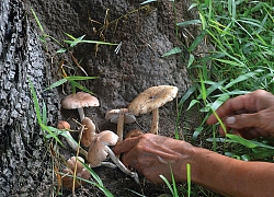 Ngọt lòng nấm mối!