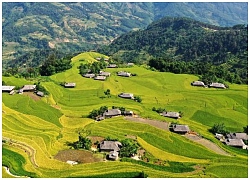 Những bậc thang vàng ở Hoàng Su Phì