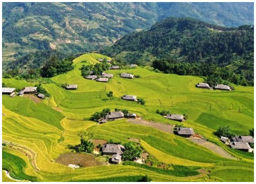 Những bậc thang vàng ở Hoàng Su Phì