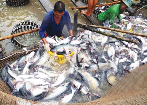 Thủy sản xuất khẩu chờ mùa lễ tết