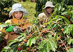 Đắk Lắk chọn "đòn bẩy" phát triển sản xuất