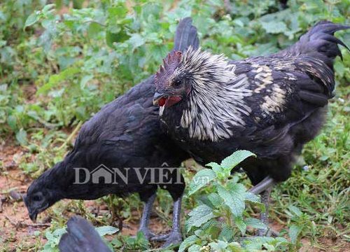 Gà lông trắng giá rẻ mạt, giá gà đen ở đây không dưới 150.000 đ/kg