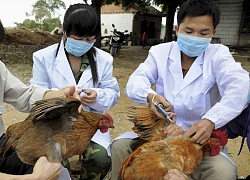 Hà Nội: Xây dựng lộ trình, triển khai phòng, chống bệnh cúm gia cầm