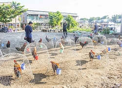 Hai Hùng- gã chà chân, lau mặt, súc miệng cho gà lão luyện ở An Giang