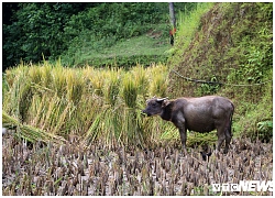 Ruộng bậc thang mùa lúa chín ở Hà Giang, cảnh đẹp mỗi năm chỉ có một lần