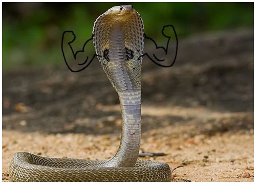 Bạn thật sự là một người dũng cảm khi nhìn vào ảnh rắn cực độc. Những kiểu hình con rắn khát máu và đầy nguy hiểm sẽ khiến bạn nhận ra rõ ràng sức mạnh và sự nguy hiểm của chúng.