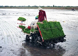 Việt Nam mới chỉ có giống lúa chịu mặn "nửa mùa"