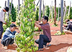 "Vương quốc hồ tiêu": 10 người 9 người mắc nợ, tán gia bại sản