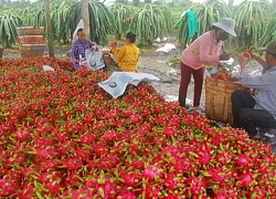 Xuất khẩu chính ngạch trái cây sang Trung Quốc tăng vù vù