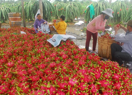 Xuất khẩu chính ngạch trái cây sang Trung Quốc tăng vù vù