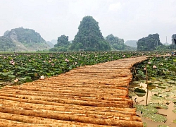 Cực lạ Ninh Bình: Sen nở rộ giữa trời Thu, chị em đua nhau check in