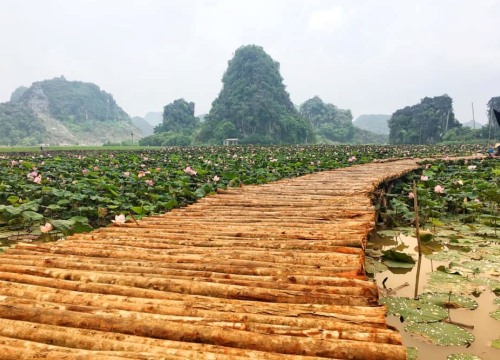 Cực lạ Ninh Bình: Sen nở rộ giữa trời Thu, chị em đua nhau check in