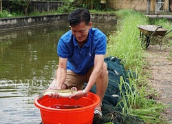 "Đột nhập" nơi nuôi loài cá Mỵ tên nghe "số khổ" chỉ có ở Việt Nam