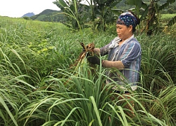 Khấm khá khi liên kết trồng sả, bán từ củ tới lá