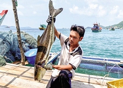 Lênh đênh làng nuôi cá biển to bự trên các quần đảo tỉnh Kiên Giang