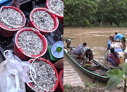 Miền Tây mùa nước nổi: Đi xem chợ "hẹn" mua bán cá chớp nhoáng