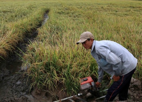 Mưa nhiều, nông dân Hậu Giang gặp khó trong thu hoạch lúa thu đông