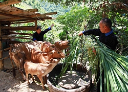 Tín dụng chính sách đi vào "lõi nghèo" vùng cao