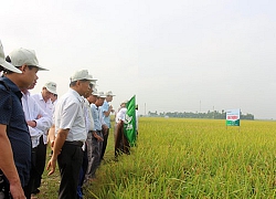 Trồng lúa Đài Thơm 8, không lo đầu ra