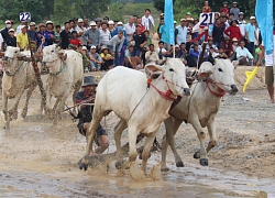 Ảnh: Đã mắt với màn so tài tốc độ của những chú bò miền Tây