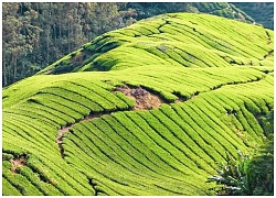 Bình yên ở cao nguyên Cameron, Malaysia