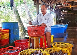 Cà Mau: Có 1 nơi giàu đó rồi lại nghèo đó, long đong với con cá bổi