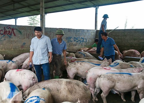 Giá heo hơi hôm nay 29/9: Chợ đầu mối "cháy" lợn, miền Nam khởi sắc