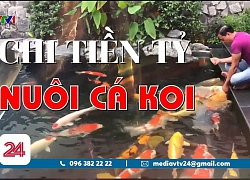 Người đàn ông chi 10 tỷ nuôi cá koi