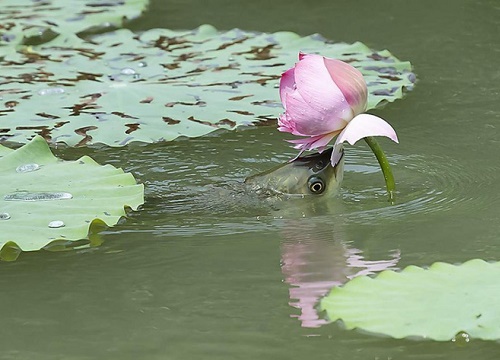 Khoảnh khắc cá lao lên mặt nước để ăn hoa sen - hình ảnh gây chú ý trên mạng xã hội