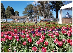 Lễ hội hoa Floriade 2019 đầy màu sắc tại thành phố Sydney