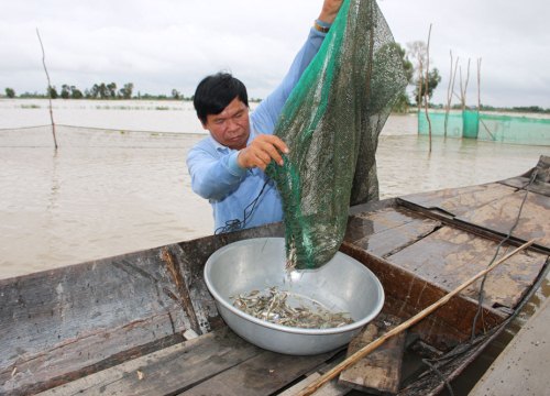 Lũ Đồng Tháp Mười: Phú quý giật lùi nhưng vẫn có các loài cá ngon