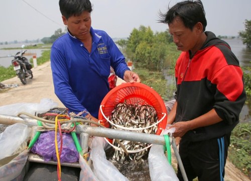 Mùa nước nổi đang...chìm, cá tôm ít chuột nhiều, ai cũng lo âu