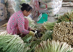 Tiền Giang chuyển đổi 200.000ha đất lúa "chạy" hạn, mặn